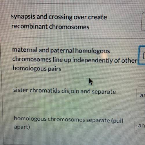 Maternal and paternal homologous chromosomes line up independently of other homologous pairs