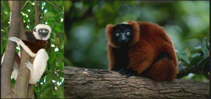 Which of the following is the reason that the lemurs shown below share many traits? A. They have sim