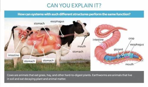 The cow's digestive system and the worm's digestive system both break down food, but they do not loo