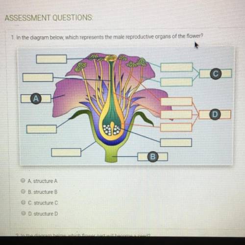 In the diagram below, which represents the male reproductive organs of the flower?