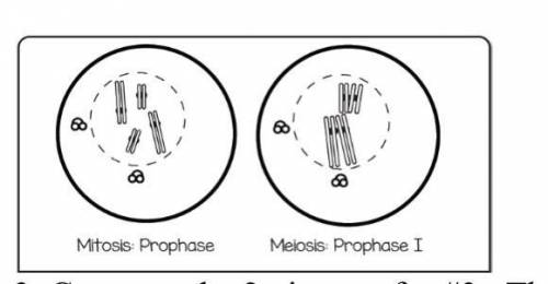 Compare the two pictures above. These show the beginning of mitosis and meiosis. How are they differ
