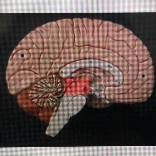 What is the red highlighted part?  A.midbrain  B.cerebellum  C. pons D.medulla oblongata