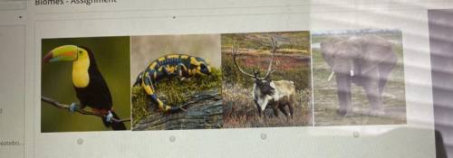 Which of these animals would most likely be found in a tundra biome