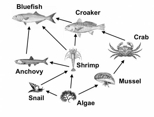 Please help will mark branlist! Which of the organisms in this food web gets energy from both produc