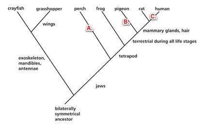 Consider the cladogram representing most of the major categories of animals. What physical character