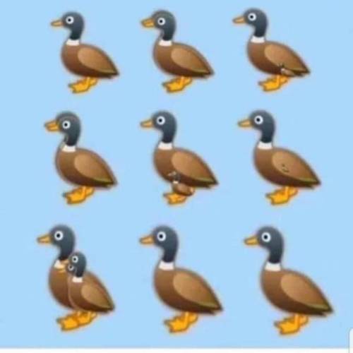 How many ducks do you see?