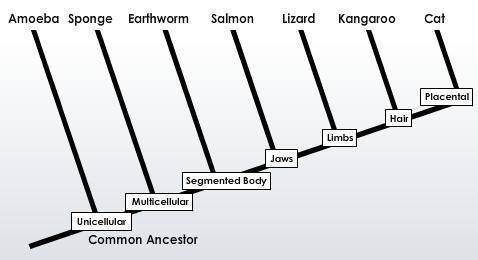 Which is a correct interpretation of this cladogram? A. Kangaroos reproduce using placenta B. Salmon