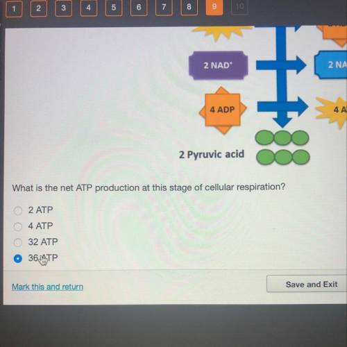 What is the net ATP production at this stage of cellular respiration? PLEASE HELP
