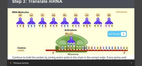 Step 3 : Translate mRNA