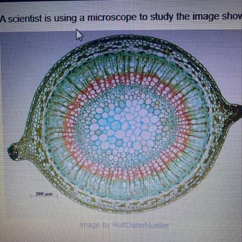 A scientist is using a microscope to study the image below. Which kind of plant could the scientist