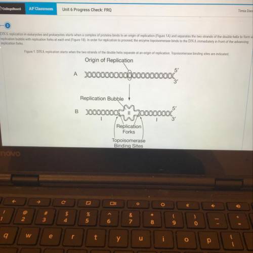 (d) Referring to Figure 1B, explain why any newly synthesized strand of DNA is the result of both co