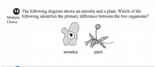 The amoeba has organs. The amoeba cannot conduct respiration. The amoeba contains only one cell. The