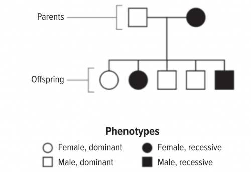 If the male parent had the recessive phenotype instead of the female parent, how many offspring do y