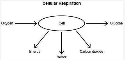 Please help! 10pts A student made the following diagram to represent cellular respiration. See pictu