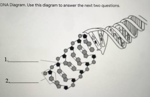Using the DNA diagram above, identify the molecule at position #1. A. Nitrogen base - A, T, C or G B