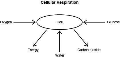 A student made the following diagram to represent cellular respiration. Why is this diagram incorrec