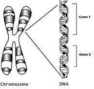 A mutation at which level would mostly likely cause the greatest effect? Gene 1 Chromosome Gene 1 an