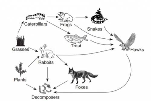 Identify the 2 primary consumers in this food web.A-Foxes and FrogsB-Decomposers and RabbitsC-Caterp