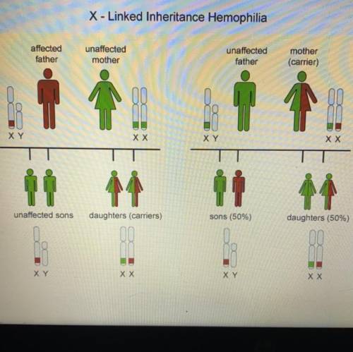 Is the gene that causes hemophilia recessive or dominant? Use the image to explain your reasoning.