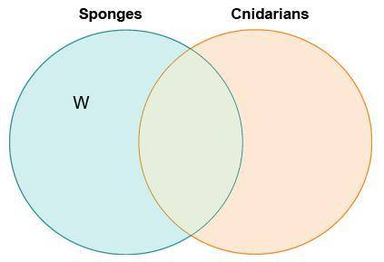 Sinead drew a Venn diagram to compare sponges and cnidarians.  Which label belongs in the area marke