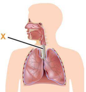The picture represents the respiratory system. Which structure is represented by the X?  the pharynx