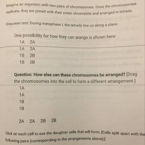 How else can chromosomes be arranged ?