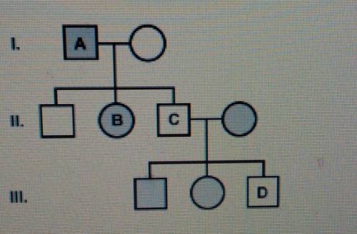 Describe the genotype of the person labeled B