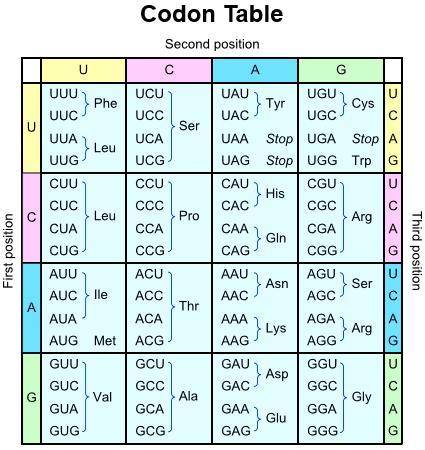 The table below shows the codons that make up the genetic code and the sequence of nucleotides that