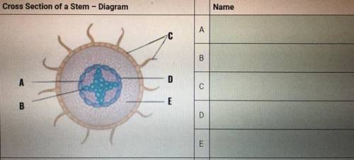 Label the parts of the stem diagram?