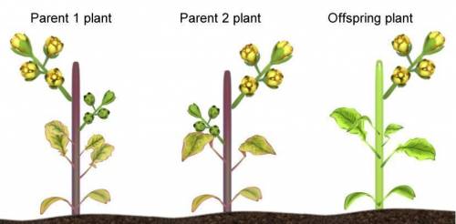The Fast Plants® shown below follow the same genetic rules as the plants in the Gizmo. What is wrong