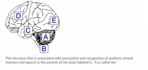 The structure that is associated with perception and recognition of auditory stimuli, memory and spe