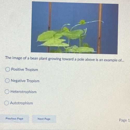 What Tropism is a bean plant growing toward a pole?