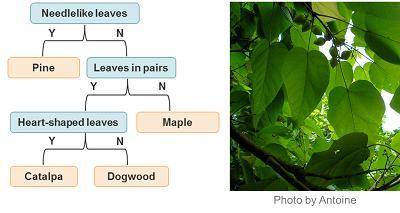Use the dichotomous key to identify these plant leaves. Leaves from which plant are shown? pine cata