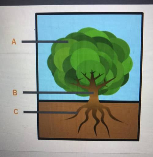 Identify the plant organs seen in the drawing. A B C