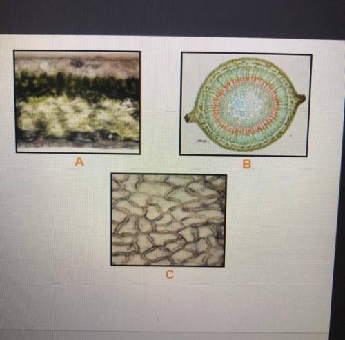 Identify the plant tissues in the three images  A B C