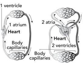 The illustration below shows simplified models of two different circulatory systems. Diagram at left