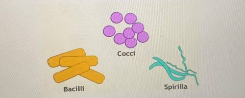The organisms in the picture below are unicellular, heterotrophic, with cells wall made of peptidogl