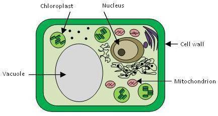 The picture below shows a diagram of a plant cell. In which cellular structure is food produced in p