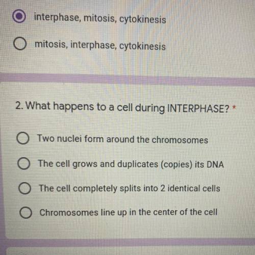 What happens to a cell during INTERPHASE?