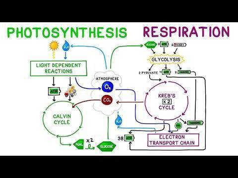 Photosynthesis and respiration diagram