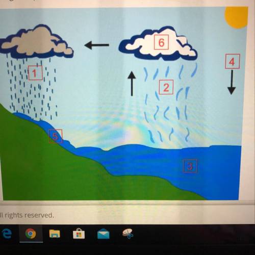 Drag each tile to the correct box. Arrange the processes of the water cycle in the correct order, s