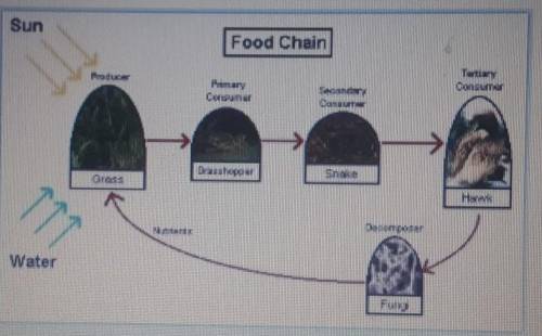 Which organisms in the food chain shown are heterotrophs?Choose all that apply!A.grasshopperB.HawkC