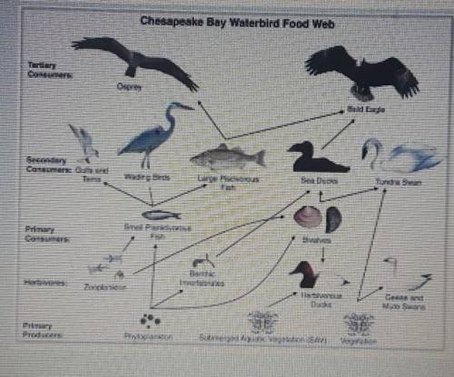 This food web shows some of the relationships found in an aquatic ecosystem. Materials cyclethroug