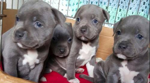 Rate these Puppies from a 1 to 10!