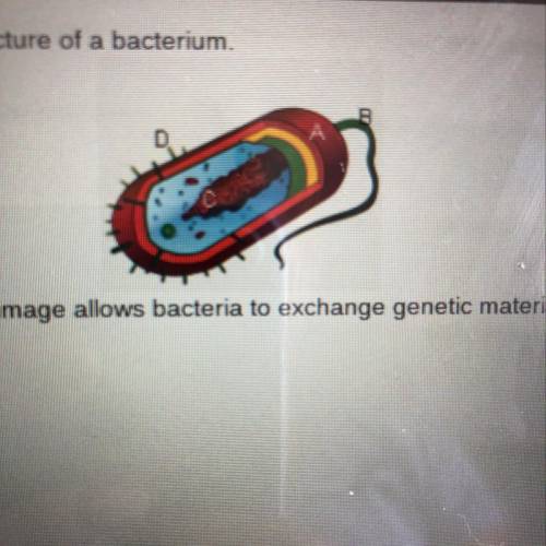 Consider the diagram of the basic structure of a bacterium. Which of the labeled structures in the