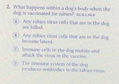 What happens within a dog’s body when the dog is vaccinated for rabies? Is the answer A, B, C, or D