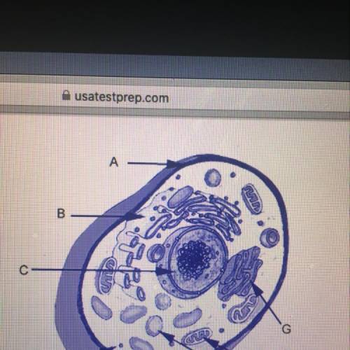 What is the function of the organelle labeled a in the diagram?