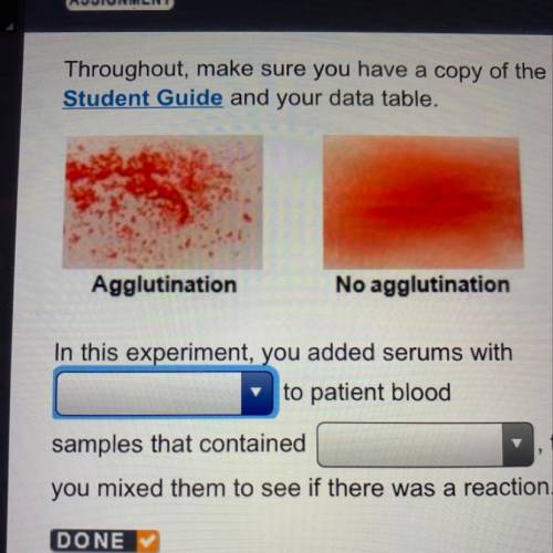 In this experiment, you added serums with [blank] to patient blood samples that contained [blank] t