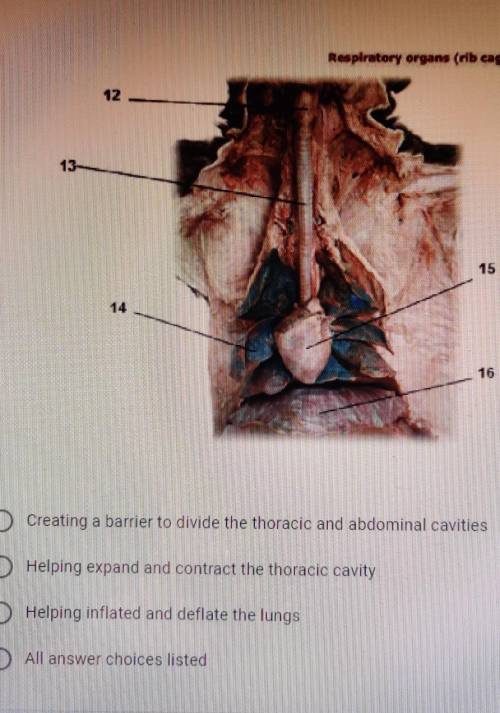 What is the function of the structure #16?Resplratary organs (rib cage partially ramoved)O Creating