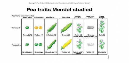 WILL MARK BRAINIEST PLS HELP! Using the traits and alleles from this chart, indicate the possible
